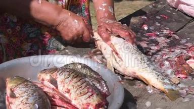 年长的女渔夫清理一条活泼的大鱼的鳞片
